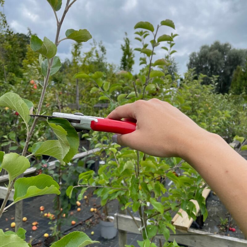 Sekatörer & Tillbehör