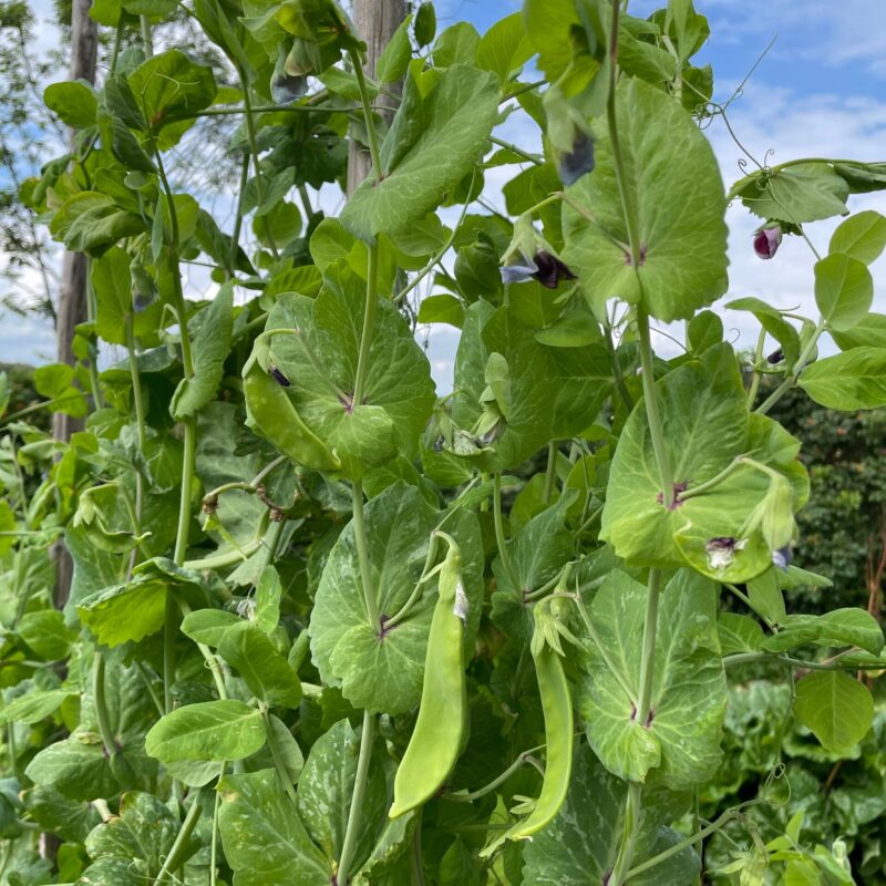 Gråsockerärt- Lokförare Bergfälts Jätteärt
