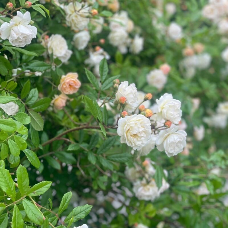 GHISLAINE DE FÉLIGONDE