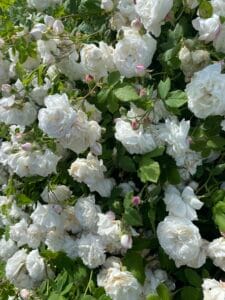 Sveriges Trädgårdsbutik