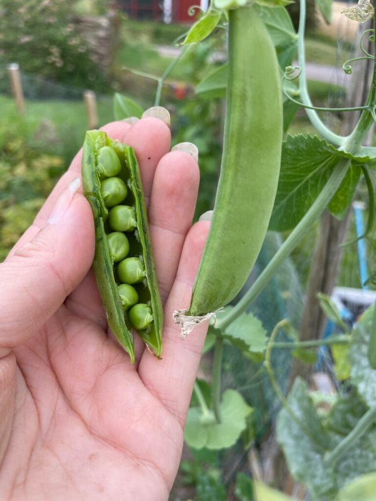 Märgärt Klenshyttan