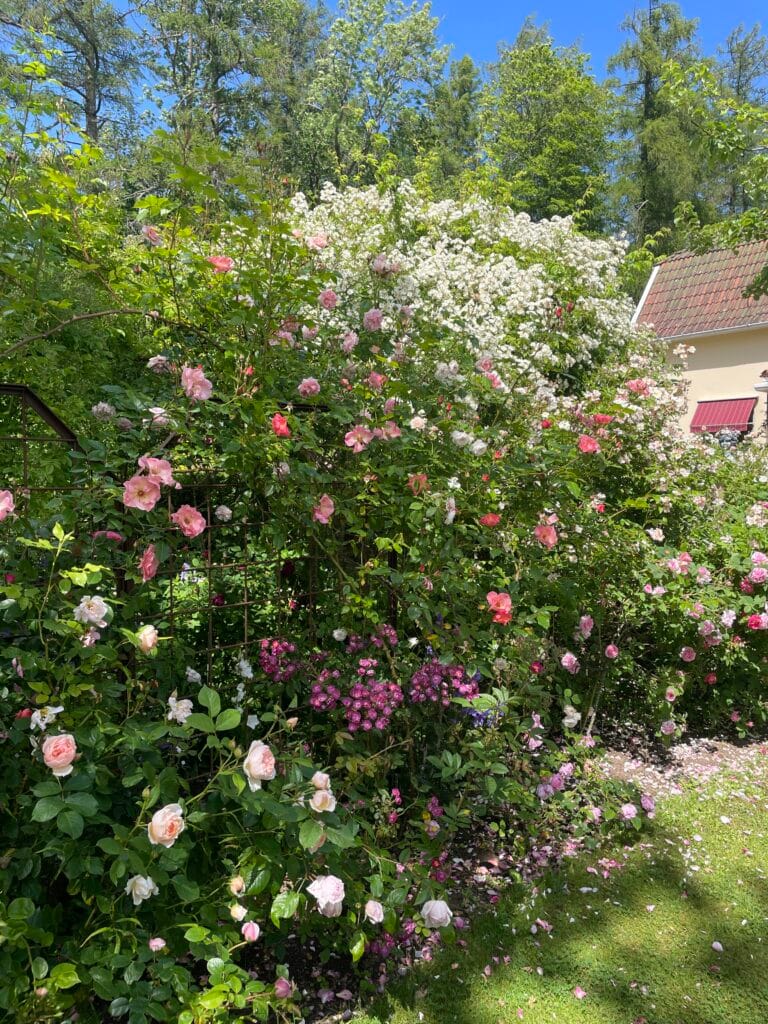 Prunkande Rosor