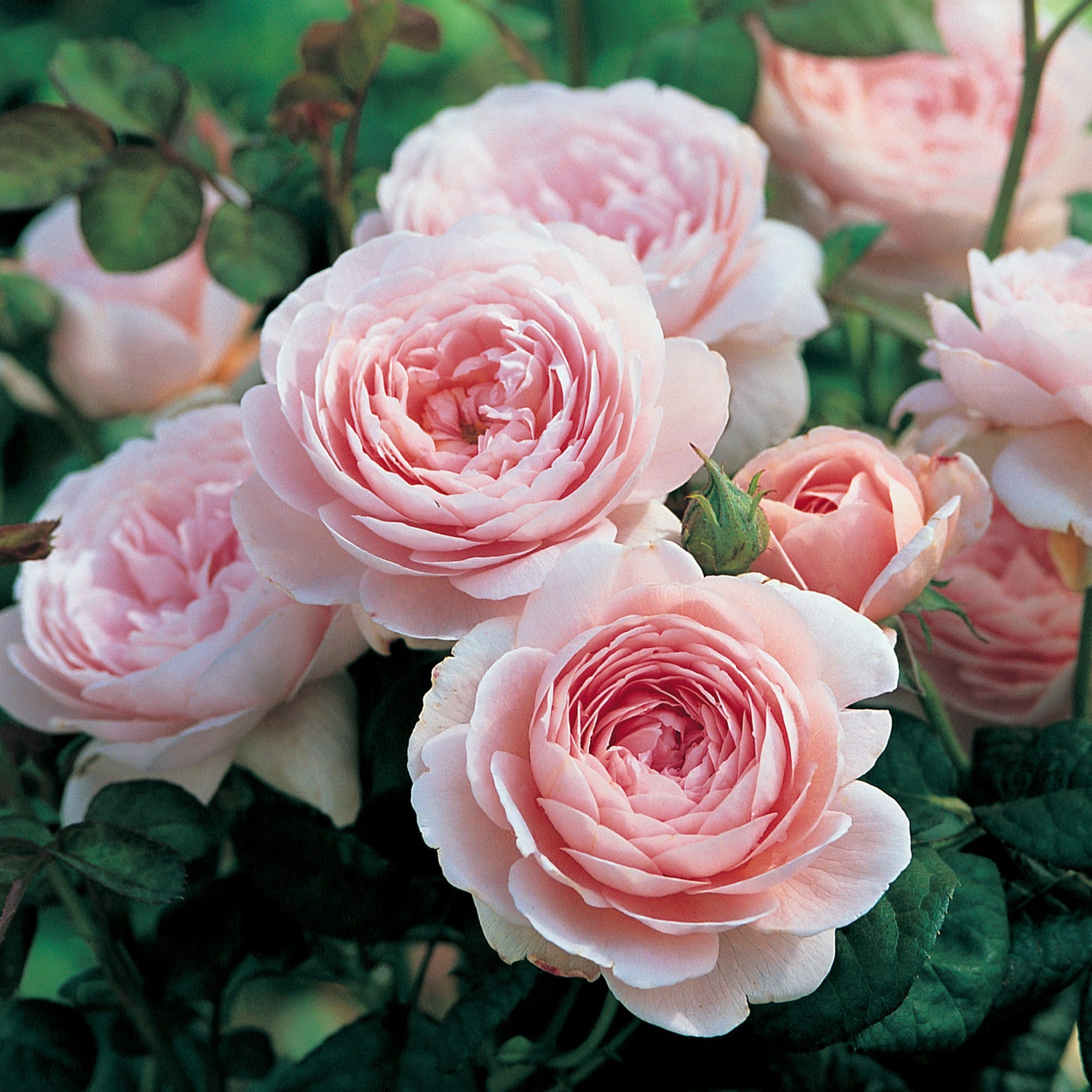 Rosa Austin `Queen of Sweden´
