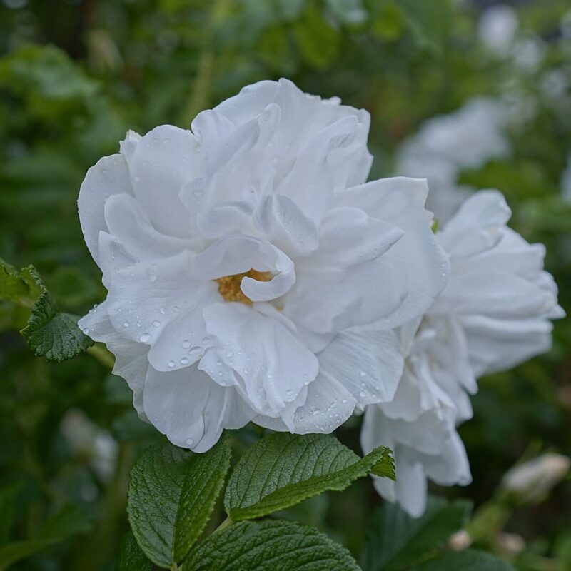 Rosa rugosa 'Blanc Double de Coubert'