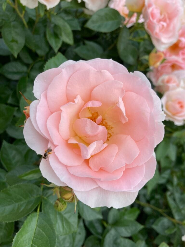 Royal Estelle
