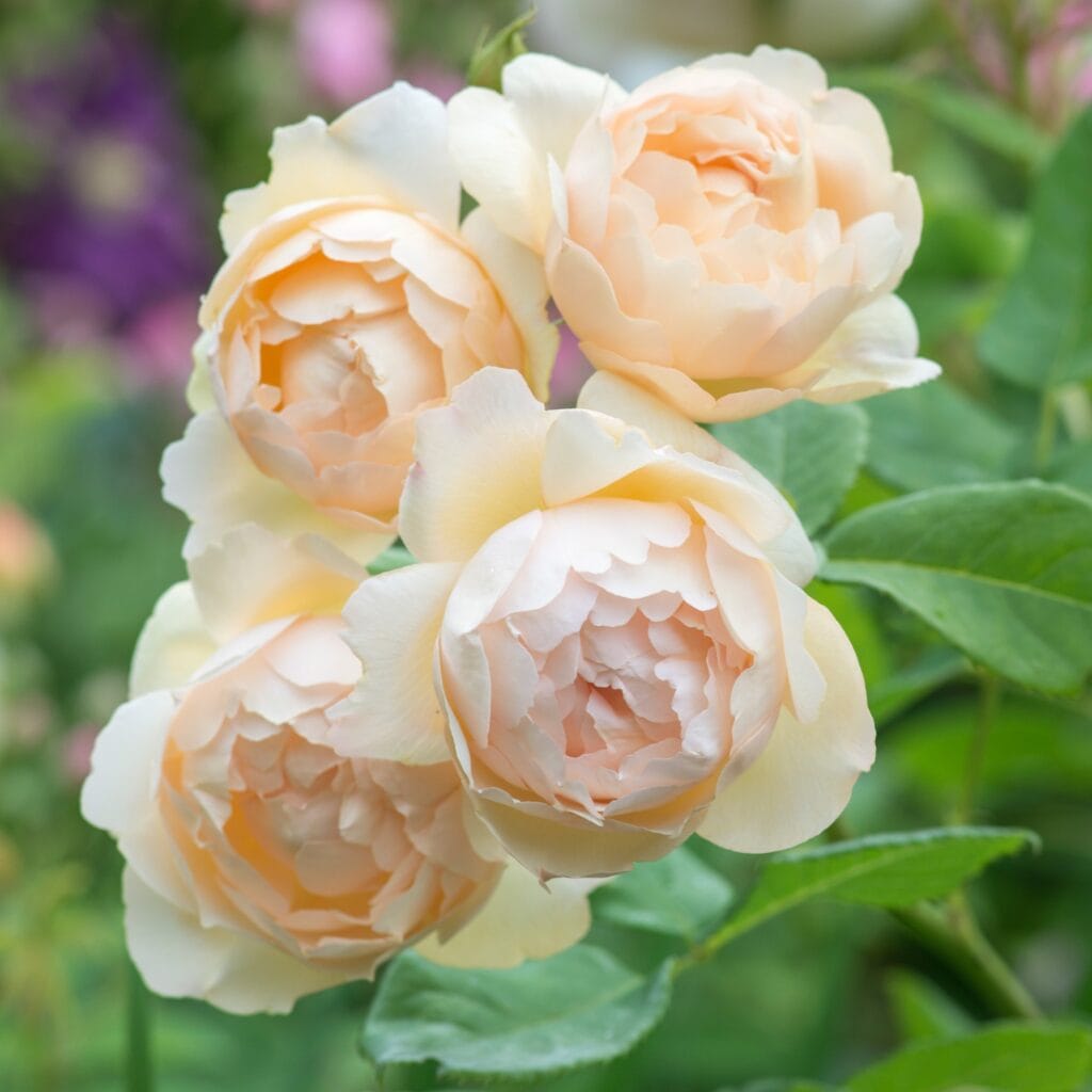 Rosa `Wollerton old Hall´
