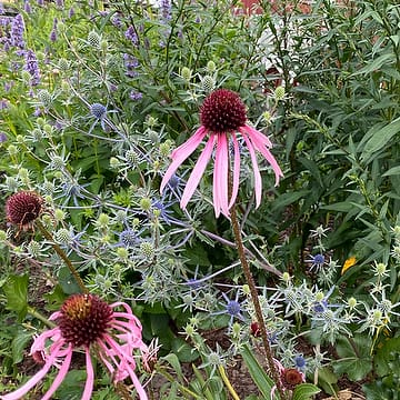 Echinacea pallida - Läkerudbeckia