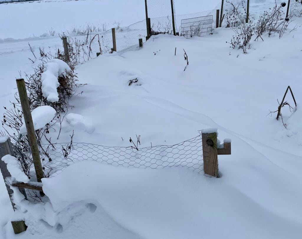 Grönsaksland vinter