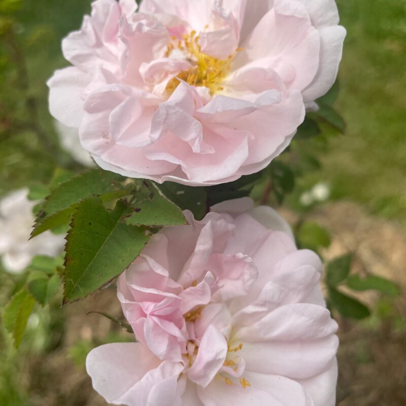 'Stanwell Perpetual'