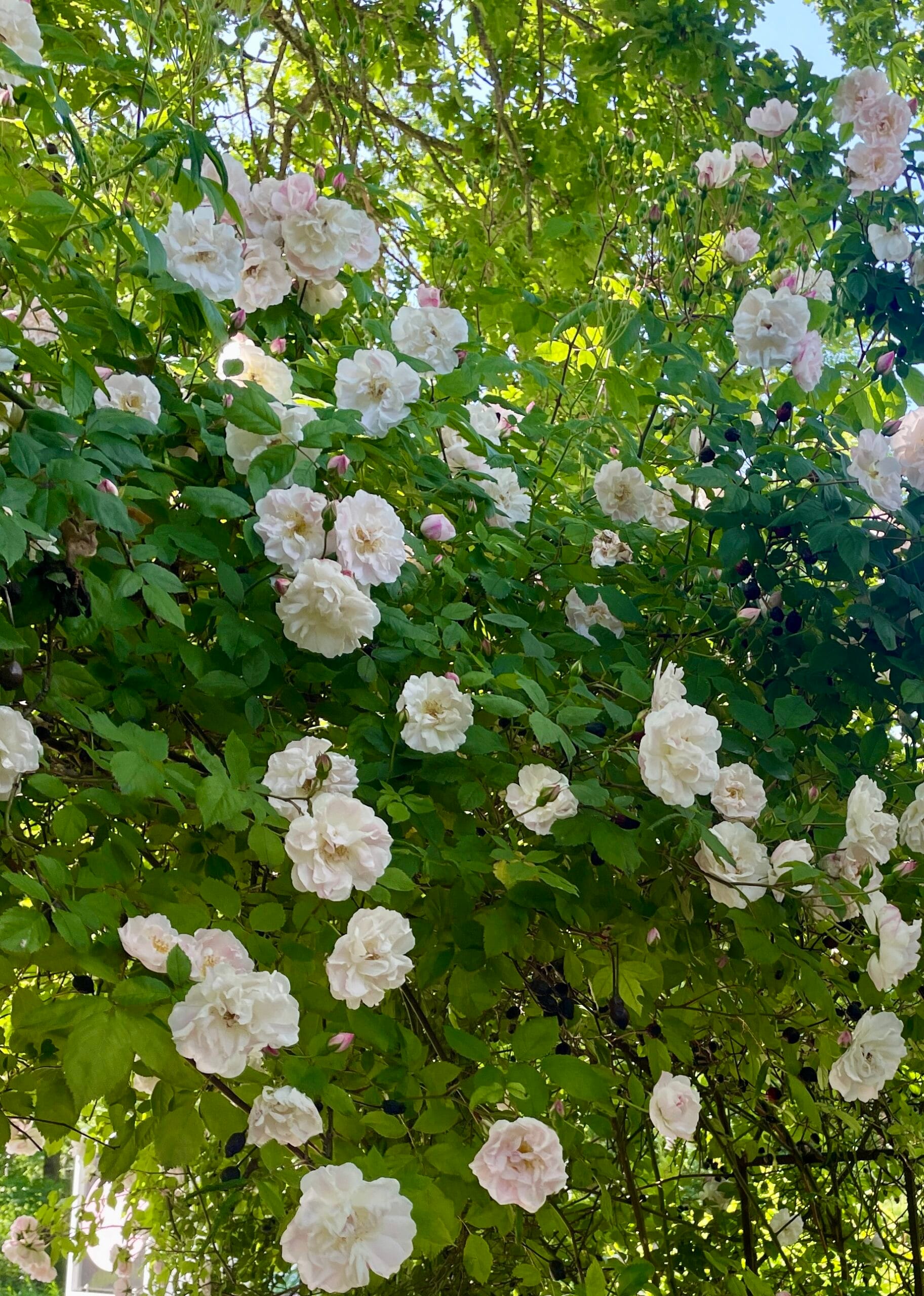 Rosa Venusta Pendula