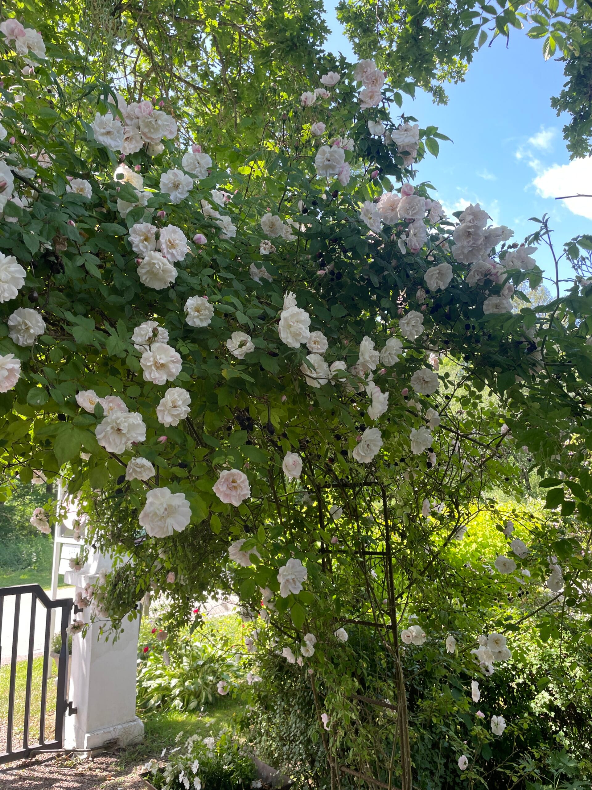 Ros Venusta Pendula