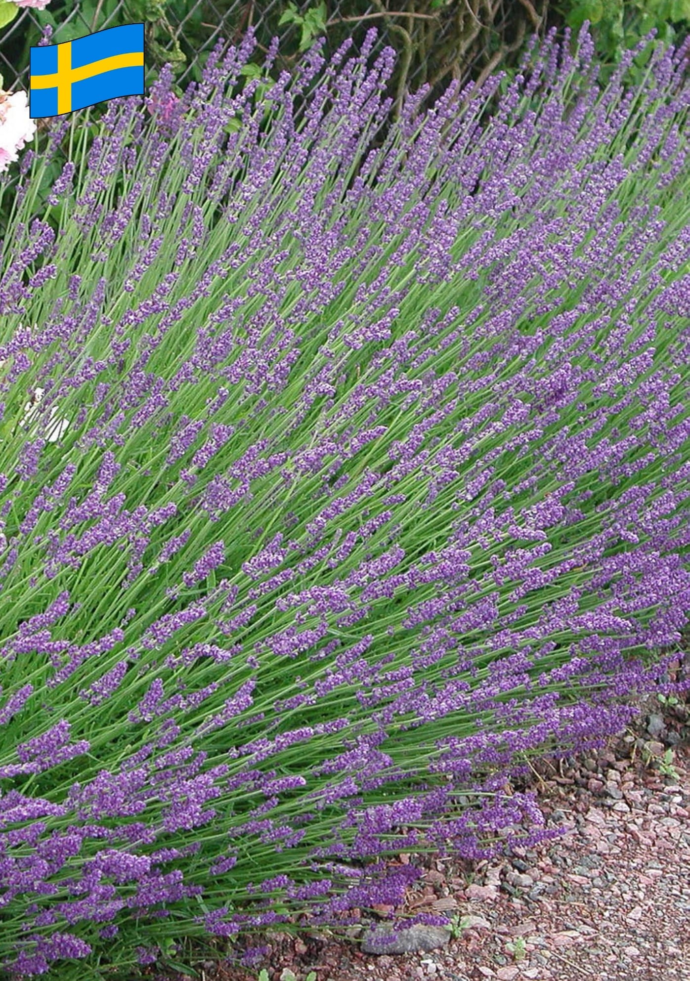 Lavendel - Lavandula angustifolia `Munstead´