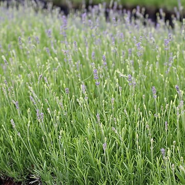 Lavendel - Lavandula angustifolia ’Munstead’