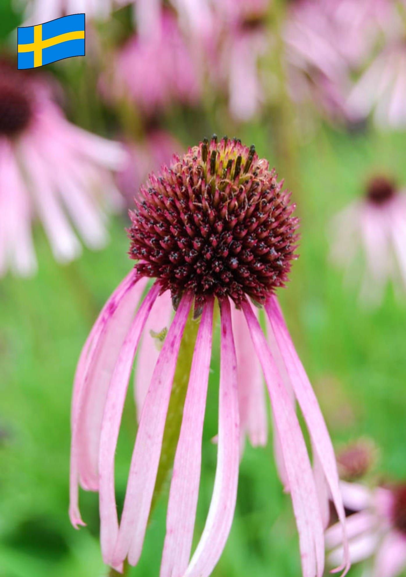 Echinacea pallida