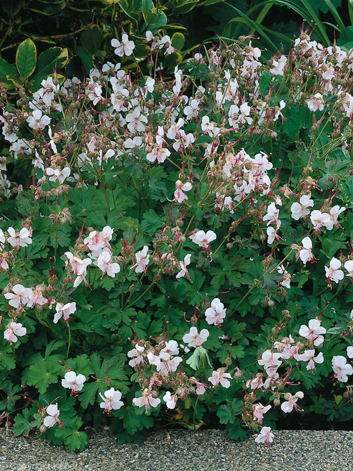 Geranium-Biokovo
