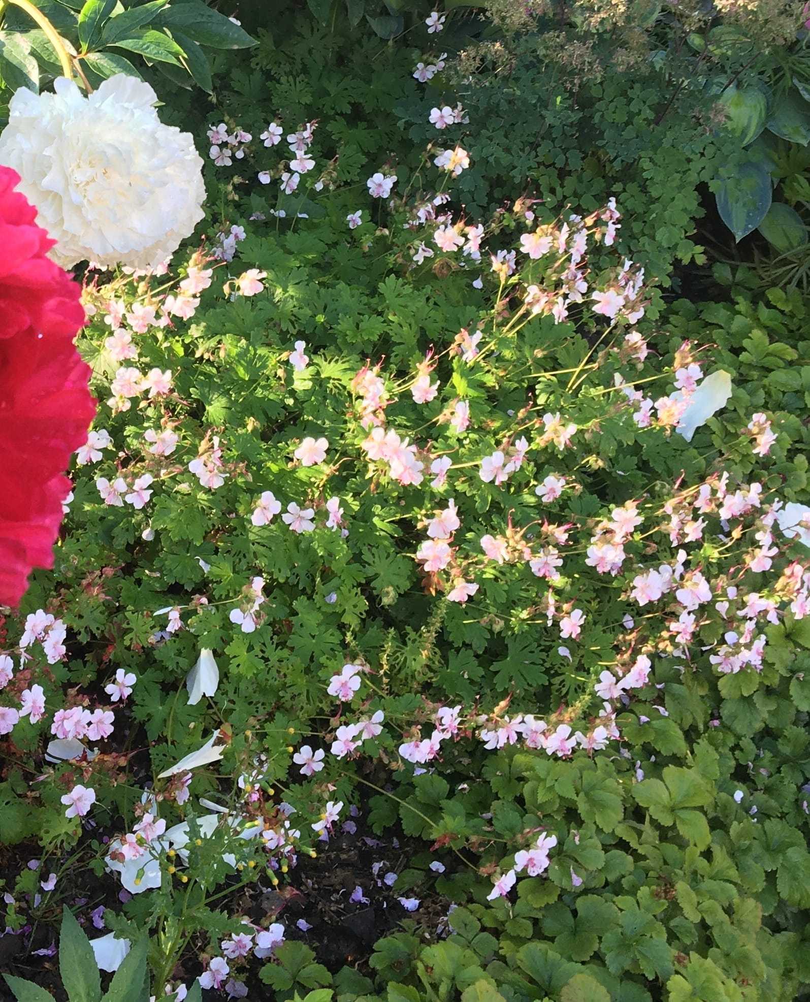 Geranium cantabrigiense ’Biokovo’