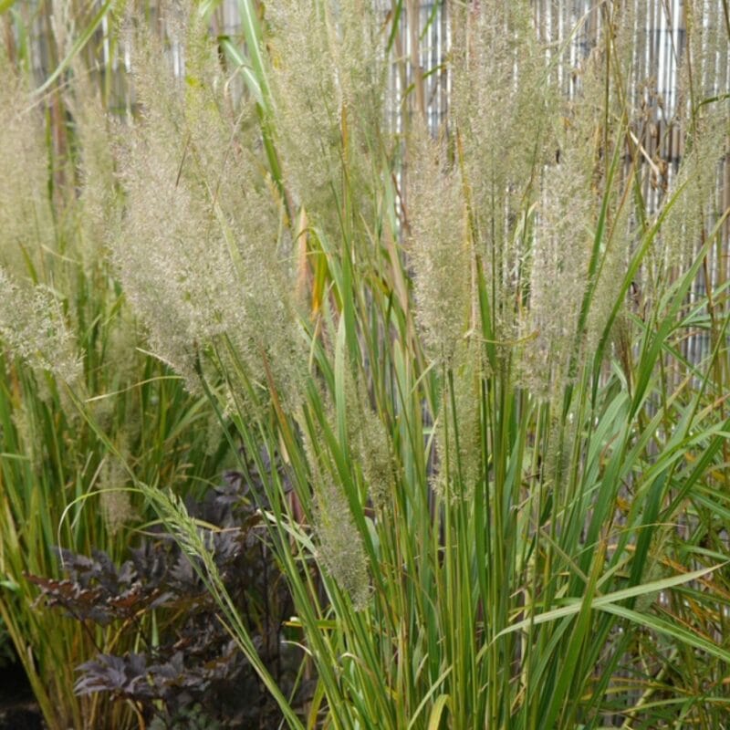 Calamagrostis brachytricha - Diamantgräs