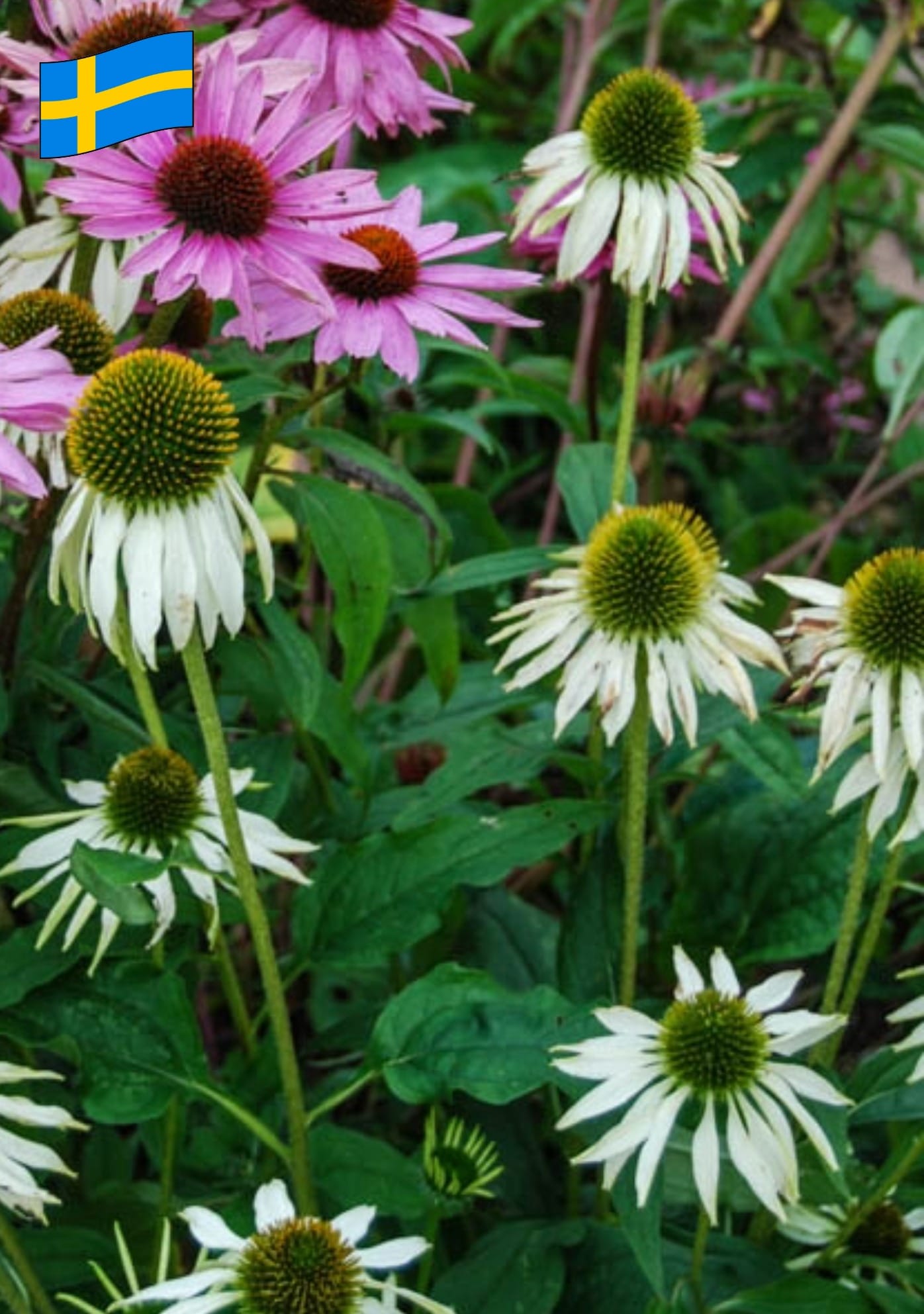 Echinacea purpurea 'Alba´