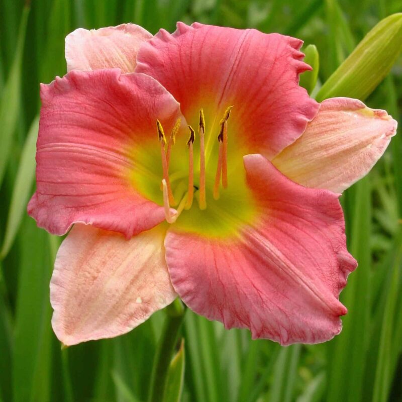 Hemerocallis-Final-Touch