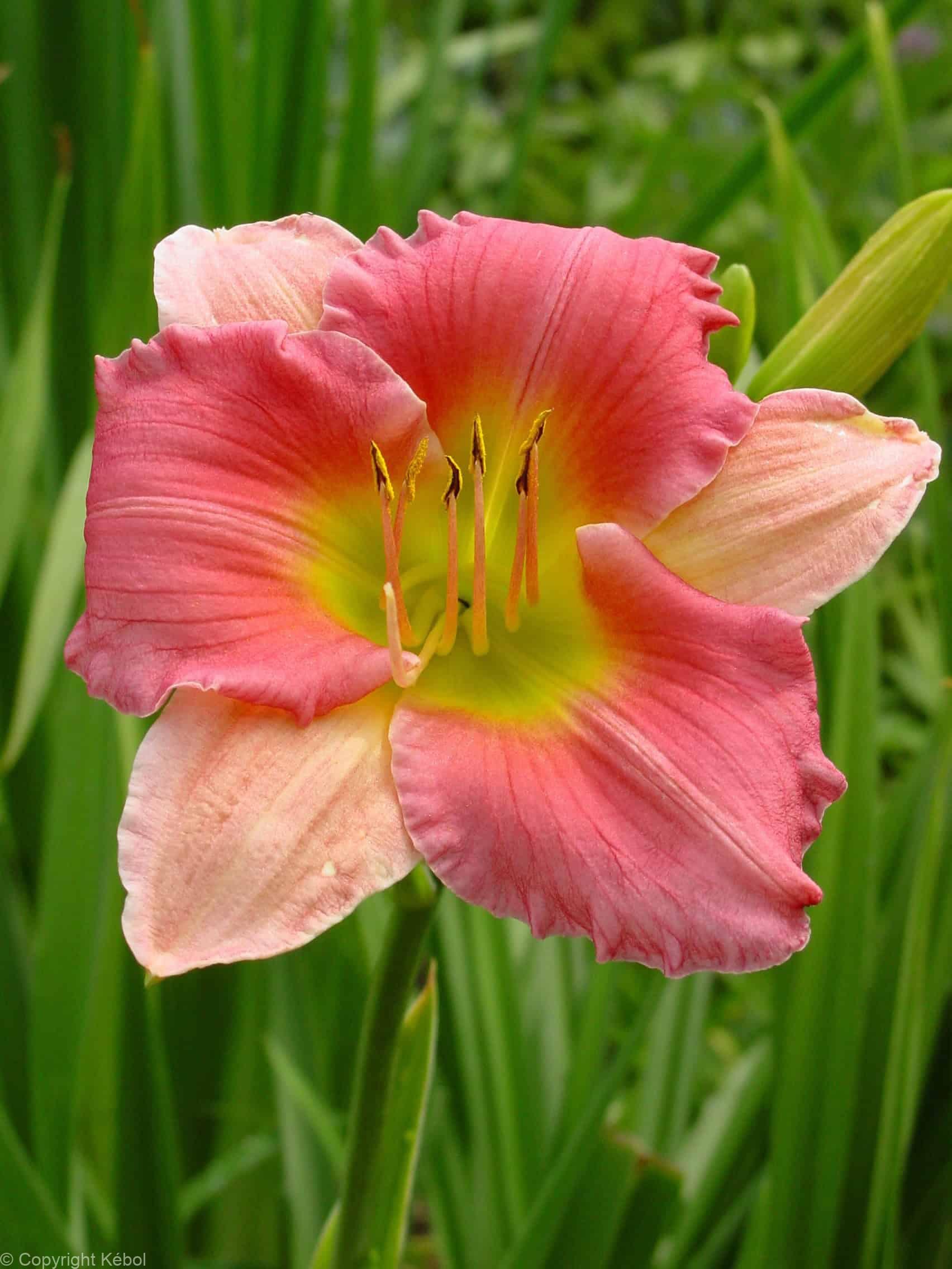 Hemerocallis-Final-Touch
