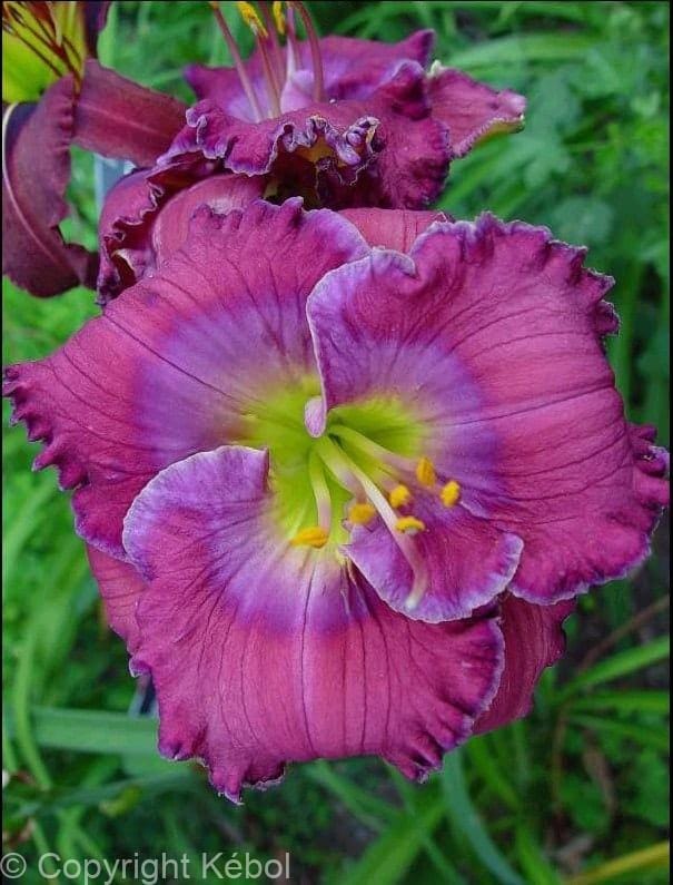 Hemerocallis-Lavender-Blue-Baby