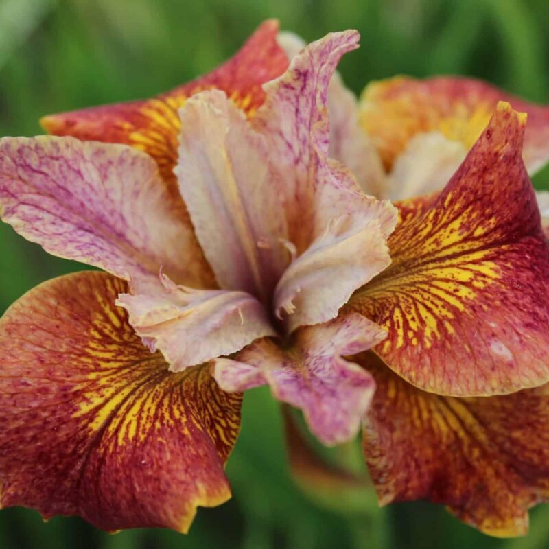 Iris sibirica 'Paprikash'