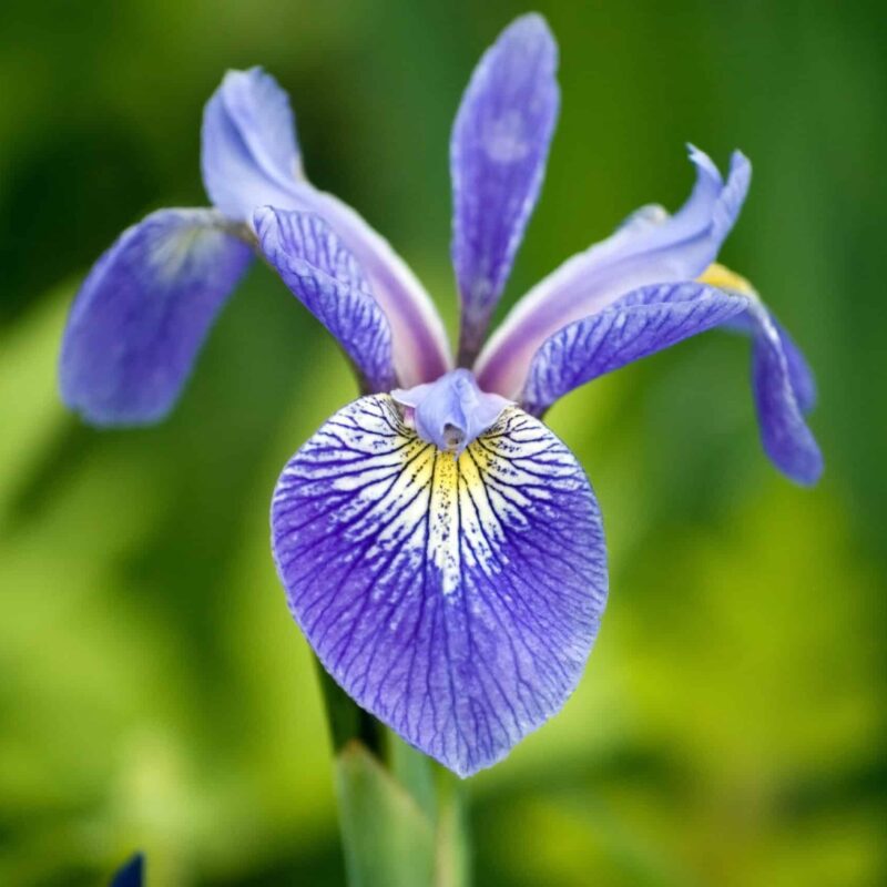 Iris sibirica Caesars brother
