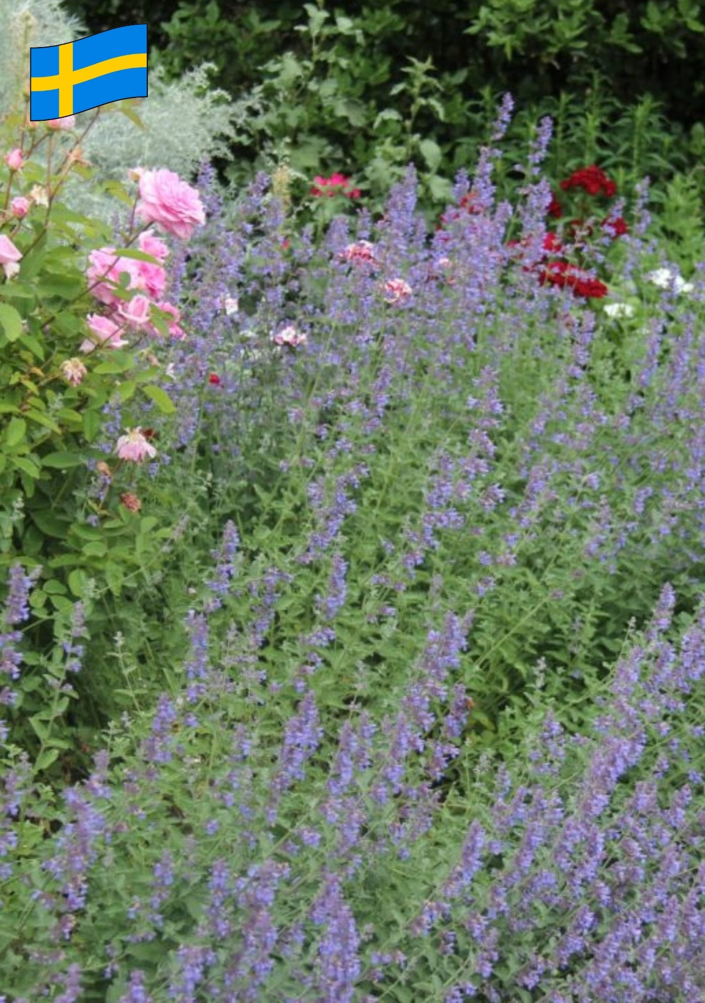 Nepeta x faassenii Kantnepeta