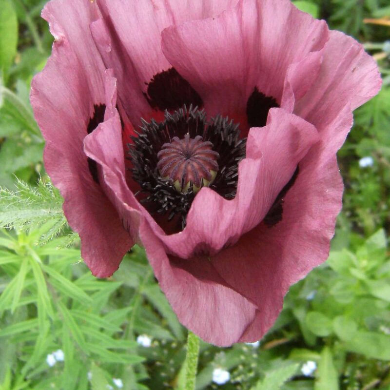 Jättevallmo Papaver `Patty's Plum´