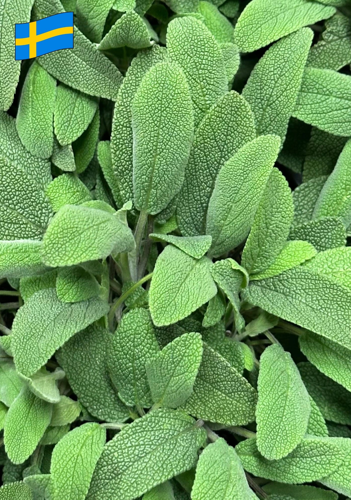 Salvia officinalis - Kryddsalvia