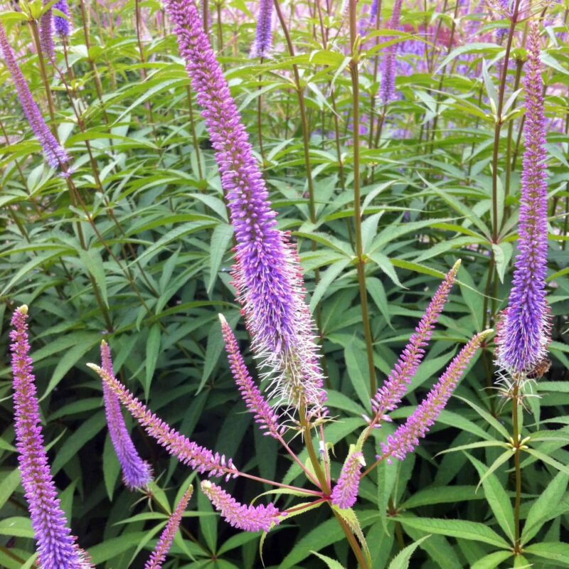 Veronicastrum virginicum`Fascination´