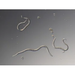 Nematoder mot Trädgårdsborrar