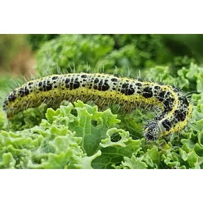 Biologisk Bekämpning
