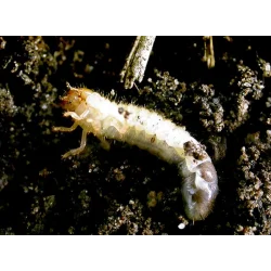 Nematoder mot Trädgårdsborrar
