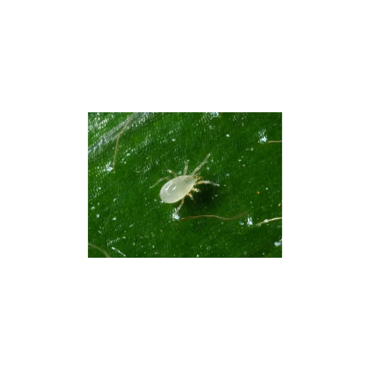 montdorensis