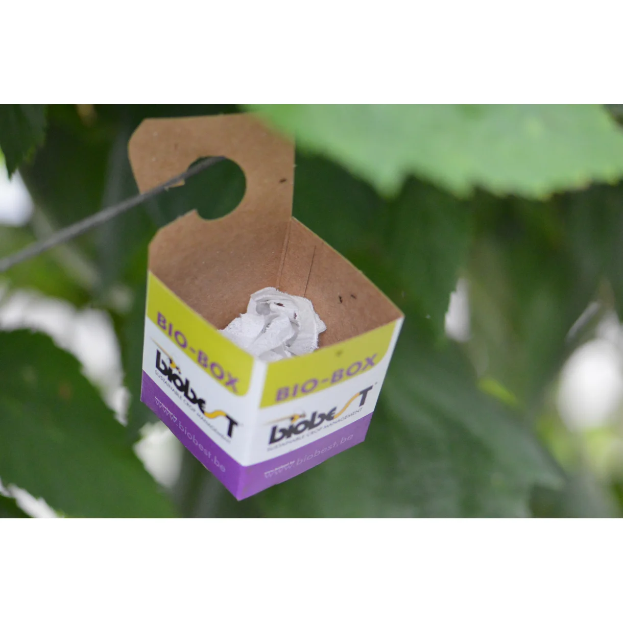 Biobox 5st