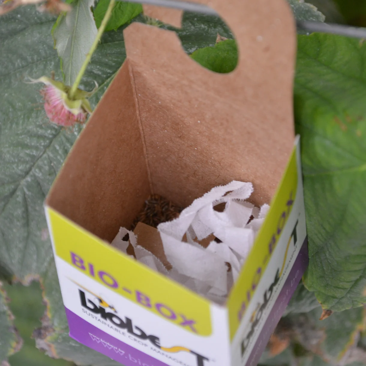 Biobox 5st