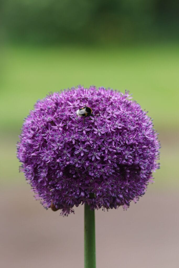 Allium Purple Sensation - Kirgislök