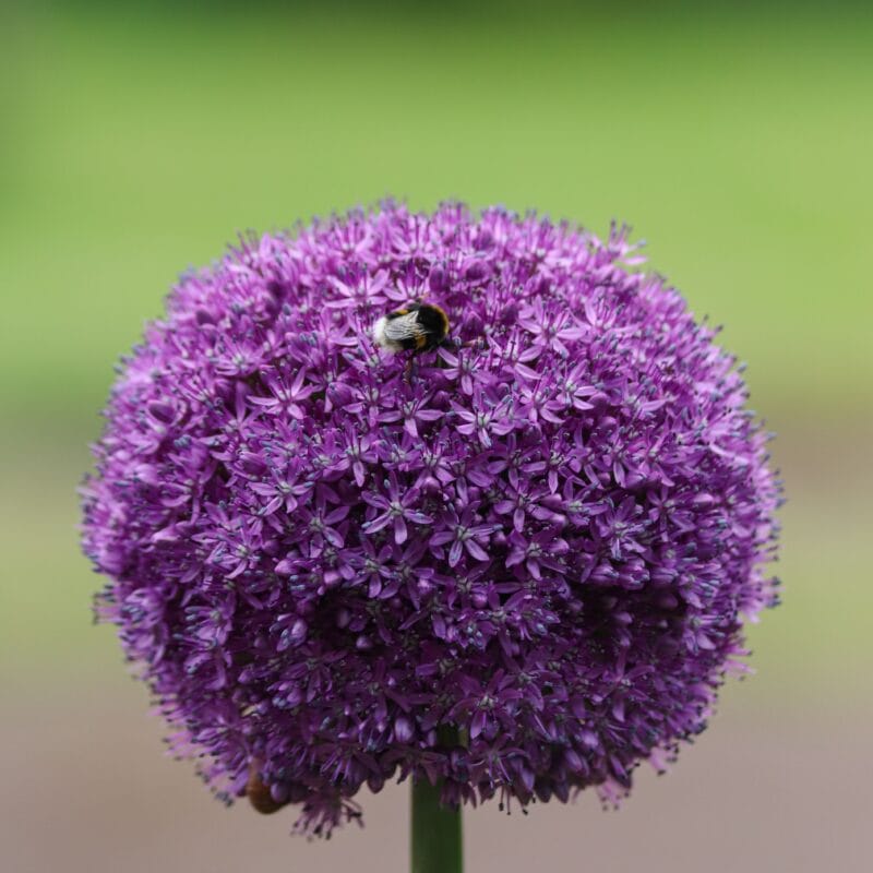 Allium Purple Sensation - Kirgislök