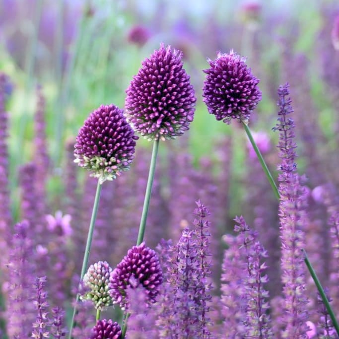 Allium Sphaerocephalon - Klotlök