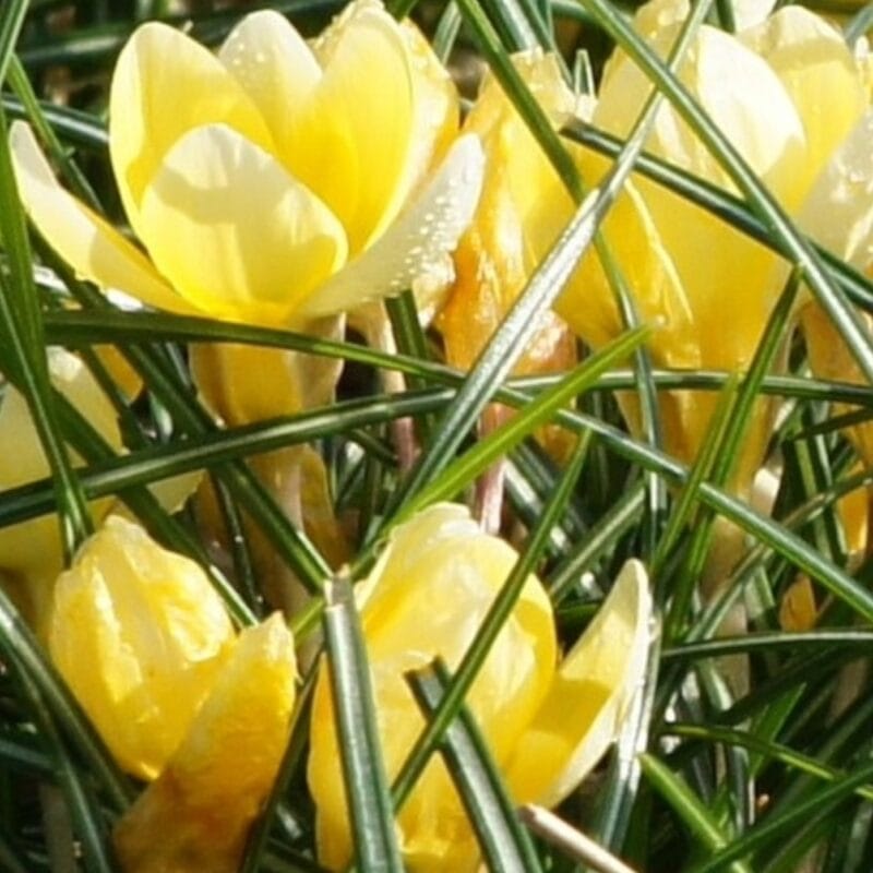 Bägarkrokus 'Romance'