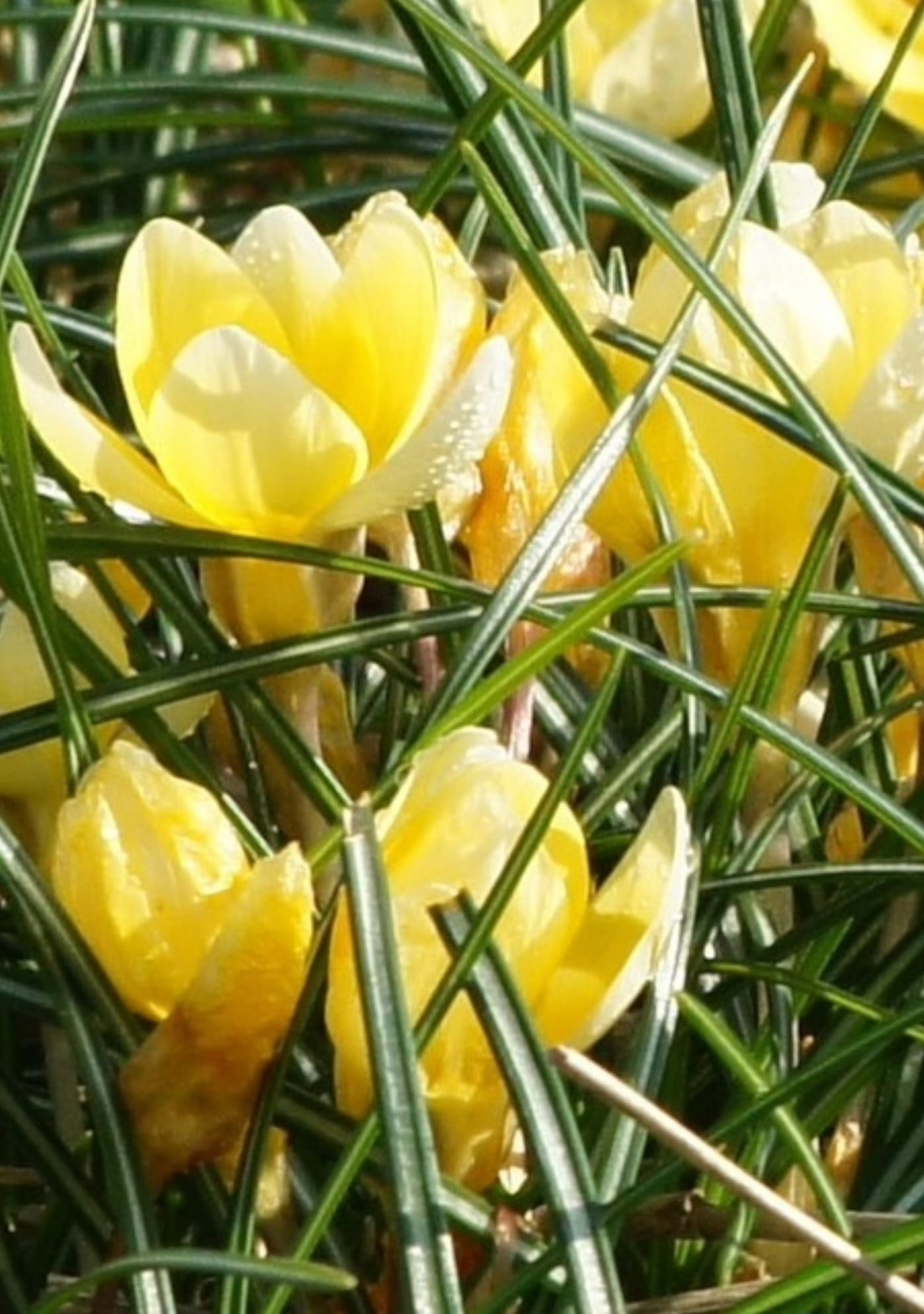 Bägarkrokus 'Romance'