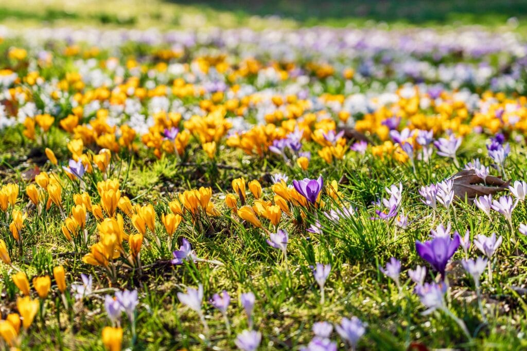 Botanisk Krokus Mix