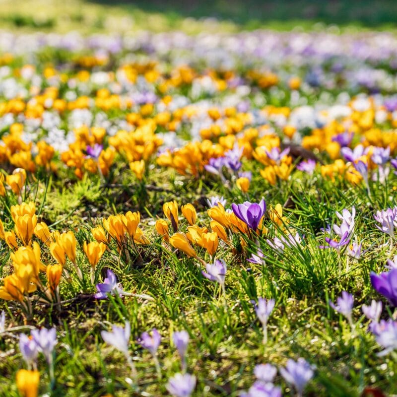 Botanisk Krokus Mix