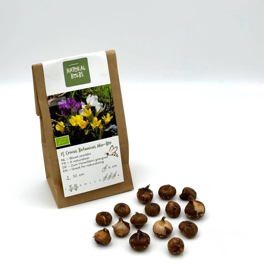 Botanisk Krokus Mix - Bild 2