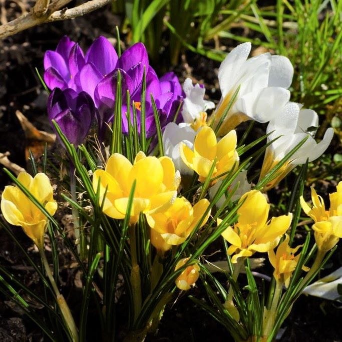 Botanisk Krokus Mix