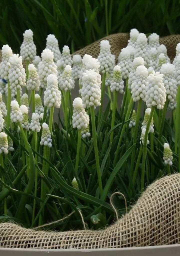 Pärlhyacint- Muscari White Magic