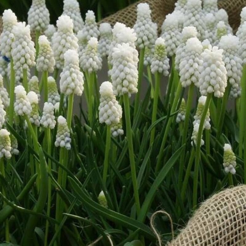 Pärlhyacint- Muscari White Magic
