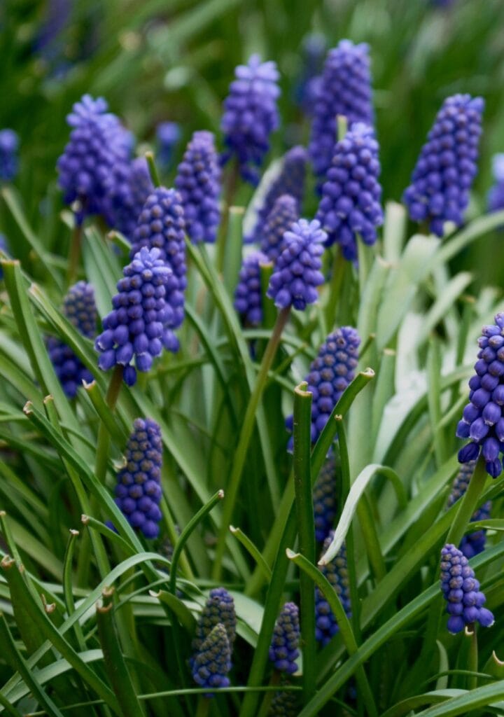 Pärlhyacint Muscari Armeniacum