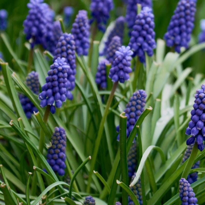 Pärlhyacint Muscari Armeniacum